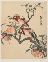 Pomegranates and birds